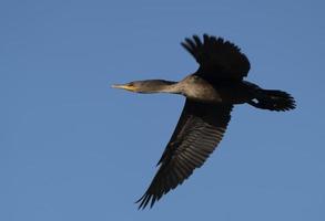 Cormorants in flight photo