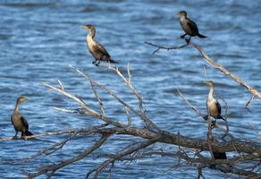 Cormorants in Tree photo