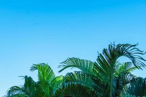 summer blue sky and coconut trees background photo