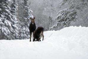 Winter Moose Manitoba photo