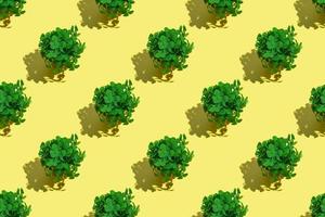 A bouquet of clovers in a yellow bucket with a hard shadow on a colored background. pattern photo