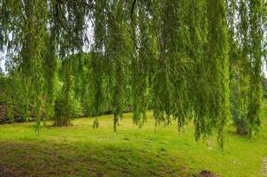 Weeping Willow tree photo