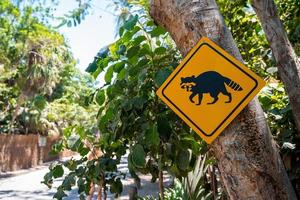 Red panda crossing warning traffic sign on tree at roadside