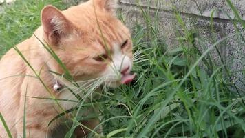 Orange cat is enjoying eating grass. video