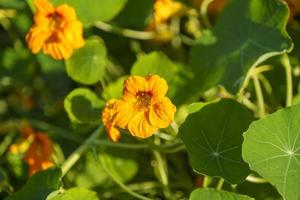 Natural background with nasturtium flowers photo