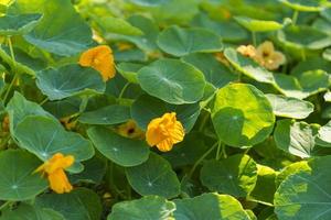 Natural background with nasturtium flowers photo