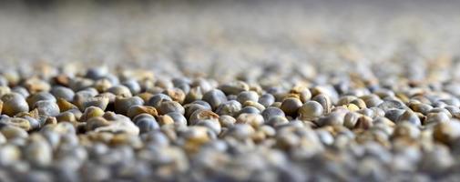Pearl millet as background. Close up. photo