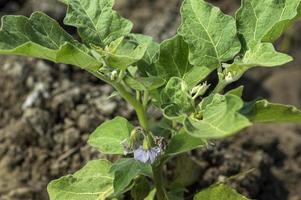 plant of eggplants or Brinjal growing in the garden photo