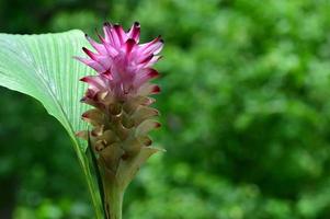 Close-up of Turmeric Flower in farm field photo