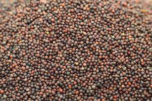 Semillas de mostaza marrón india como textura de fondo