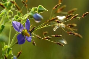 Purple violet flowers with grass on blurry green background photo