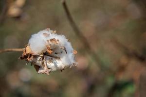 campo de cultivo de algodón, cerca de bolas de algodón y flores. foto