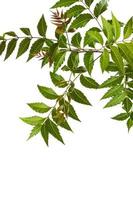 Medicinal neem leaf on white background. Azadirachta indica. photo