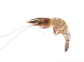 Fresh Prawn or Shrimp Isolated on white background photo