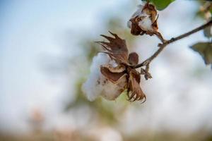 Cotton farm field, Close up of cotton balls and flowers. photo