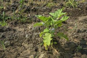 plant of eggplants or Brinjal growing in the garden photo