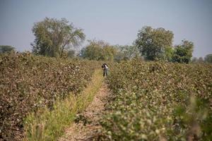 Cotton farm field, Close up of cotton balls and flowers. photo