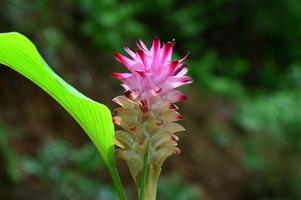 Close-up of Turmeric Flower in farm field photo
