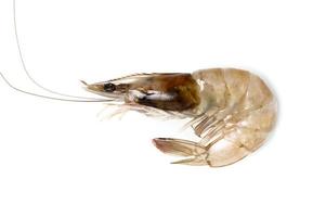 Fresh Prawn or Shrimp Isolated on white background photo