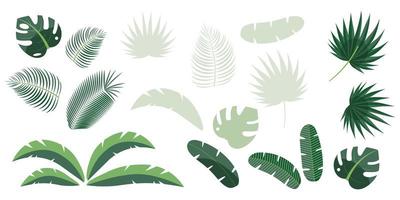 Set of tropical leaves of palm, fern, monstera, banana isolated on white background. vector