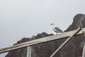 Seagull sits on a wooden beam on a background of mountains. Place for text or advertising photo