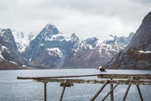 noruega montañas y paisajes en las islas lofoten. paisaje natural escandinavo. lugar para texto o publicidad foto