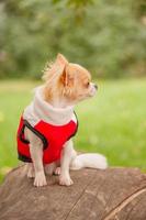 A long-haired chihuahua of white-red color in a vest sits on a tree stump. Animal.