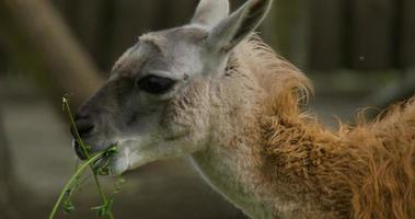 Close up of lama eat grass in Zoo video