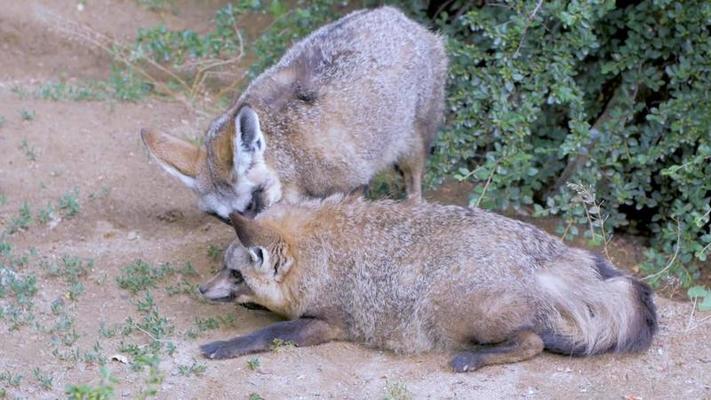 動物園影片