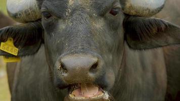 close up retrato de búfalo de água video