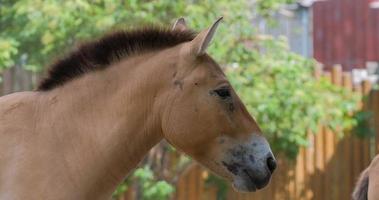 close-up van wild paard in de dierentuin video