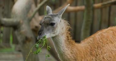 close up of lama eat grass in Zoo video