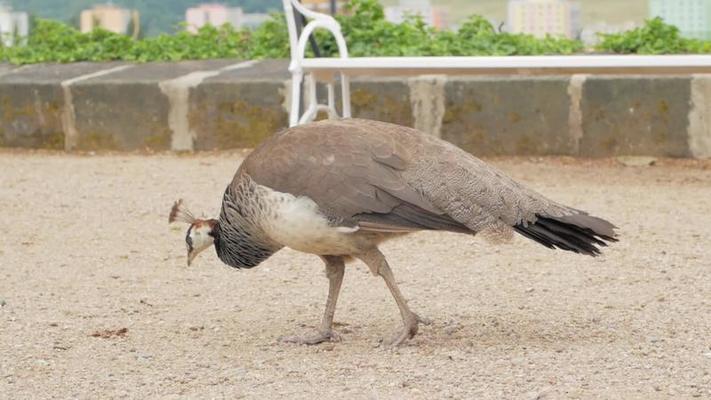 動物園影片