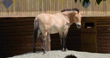 Close up of wild horse in the zoo video