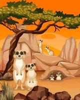 Desert scene with cute little meerkats vector