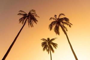 palmera de coco con hermoso cielo foto