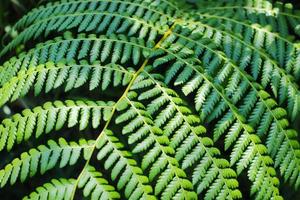 Close-up view of beautiful green leaves of fern in Indonesia rainforest. Tropical leaves background for wallpaper, landing page, and nature background. photo