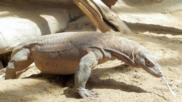 big comodo dragon in the zoo video