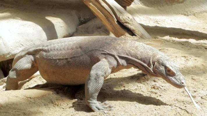 動物園影片