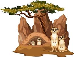 Isolated nature scene with meerkat family vector