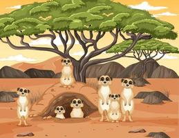 Desert background with a group of meerkats vector