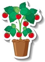 Tomato tree in a pot in cartoon style vector