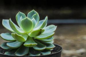 beautiful succulent with blurry background