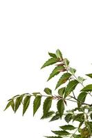 Medicinal neem leaf on white background. Azadirachta indica. photo