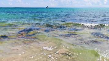 turkos klart vatten stenblock stenar mexikansk strand del carmen mexico. video