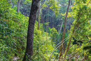 Senderismo sendero natural en el bosque de selva tropical Parque Nacional Lamru de Tailandia. foto