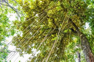 Senderismo sendero natural en el bosque de selva tropical Parque Nacional Lamru de Tailandia. foto