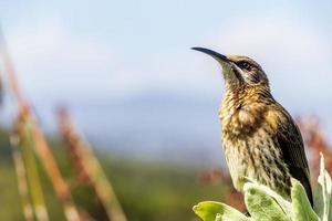 Cape Sugarbird sentado en plantas flores, jardín botánico nacional kirstenbosch. foto