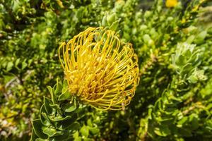 Leucospermum Patersonii Silveredge Pincushion Yellow Fynbos, Cape Town. photo