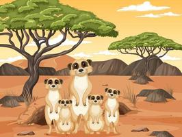 Desert background with a group of meerkats vector